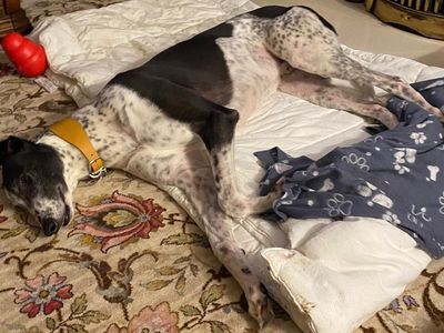 Wazza | Greyhound | Leeds - 3