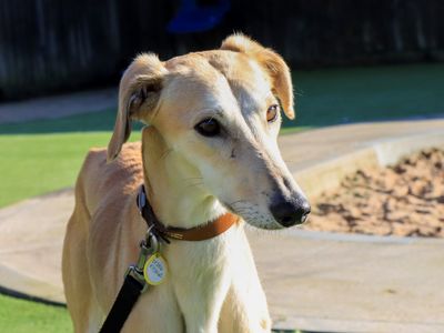 Travis | Lurcher | Evesham (Worcestershire) - 3