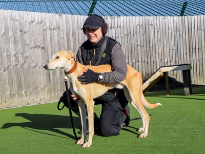Travis | Lurcher | Evesham (Worcestershire) - 5