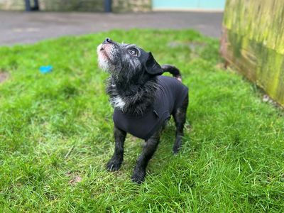 Sammy | Terrier (Jack Russell) Cross | Bridgend (Wales) - 3