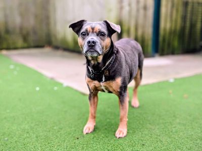 Charlie | French Bulldog Cross | Cardiff - 3