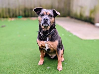 Charlie | French Bulldog Cross | Cardiff - 5