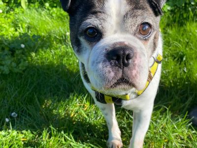 Milo | Terrier (Staffordshire Bull) Cross | Shoreham (Sussex) - 2