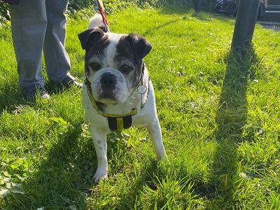 Milo | Terrier (Staffordshire Bull) Cross | Shoreham (Sussex) - 3