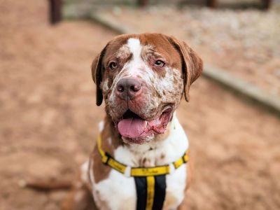 Champ | Great Dane Cross | Cardiff - 5