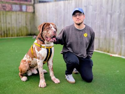 Champ | Great Dane Cross | Cardiff - 3