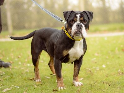 Gladys | Bulldog Cross | Kenilworth (West Midlands) - 3