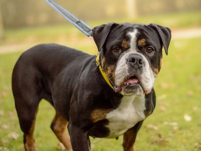 Gladys | Bulldog Cross | Kenilworth (West Midlands) - 2