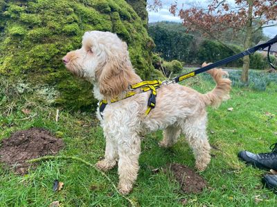 Gruff | Spaniel (Cavalier King Charles) Cross | Cumbria - 2