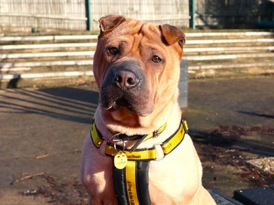 Gretel | Shar Pei | Harefield West London - 2