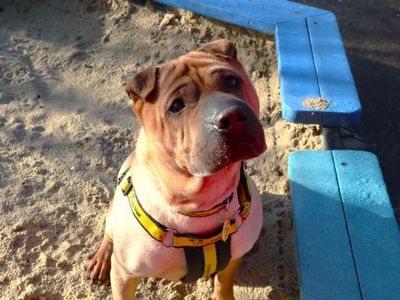 Gretel | Shar Pei | Harefield West London - 1
