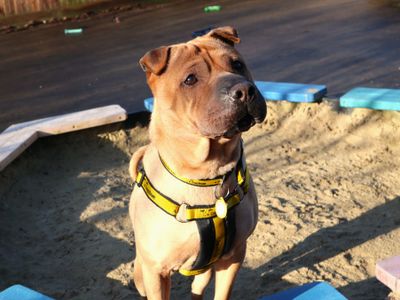 Gretel | Shar Pei | Harefield West London - 3