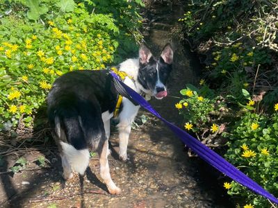 Gina | Collie (Border) | Basildon (Essex) - 5