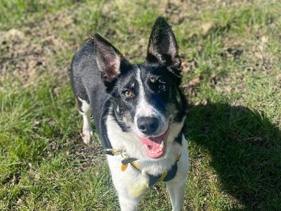 Gina — Collie (Border)