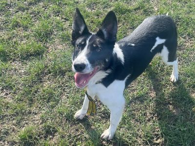 Gina | Collie (Border) | Basildon (Essex) - 3