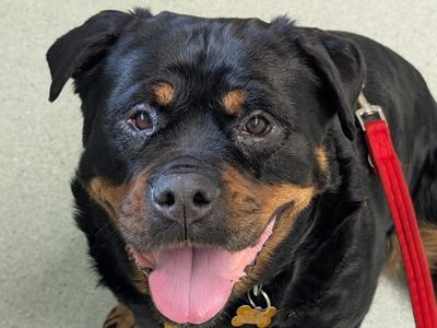 Cleo | Rottweiler | Canterbury - 3