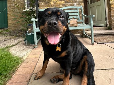 Cleo | Rottweiler | Canterbury - 2