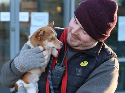 Gherkin | Chihuahua (Long Coat) Cross | Leeds - 2
