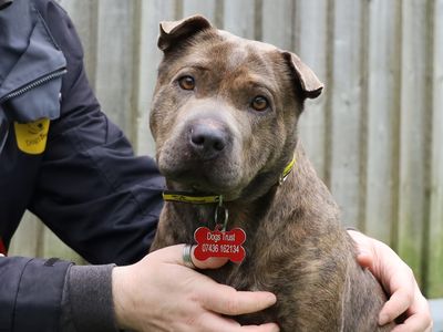 Pepper | Shar Pei Cross | Leeds - 1