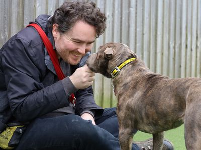 Pepper | Shar Pei Cross | Leeds - 3