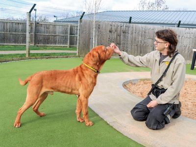 Geordie | Dogue De Bordeaux | Evesham (Worcestershire) - 3