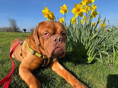 Geordie — Dogue De Bordeaux