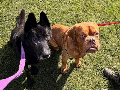 Geordie | Dogue De Bordeaux | Evesham (Worcestershire) - 5