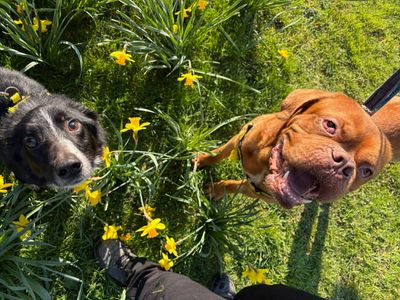 Geordie | Dogue De Bordeaux | Evesham (Worcestershire) - 3