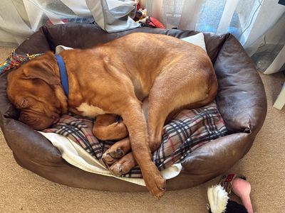 Geordie | Dogue De Bordeaux | Evesham (Worcestershire) - 5