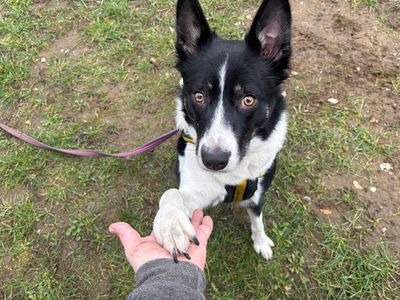 Gemma | Collie (Border) | Snetterton (Norfolk) - 5
