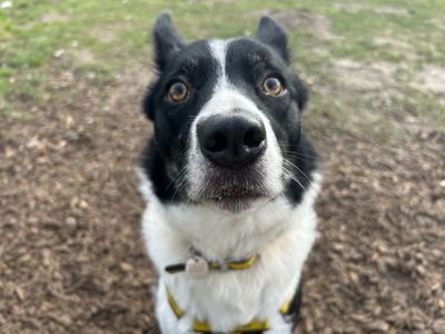 Gemma | Collie (Border) | Snetterton (Norfolk) - 3