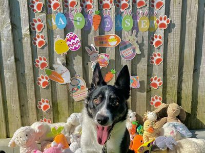 Gemma | Collie (Border) | Snetterton (Norfolk) - 5