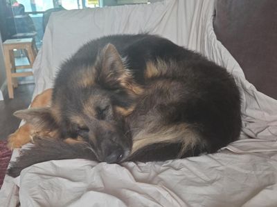 Ember | German Shepherd Dog | Manchester - 3