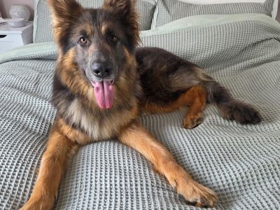 Ember | German Shepherd Dog | Manchester - 1