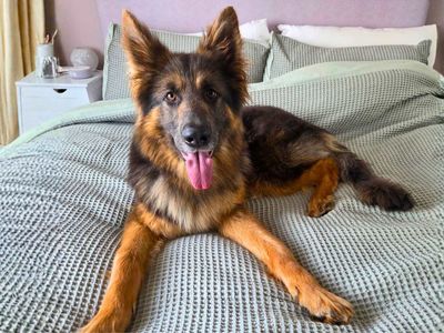 Ember | German Shepherd Dog | Manchester - 3
