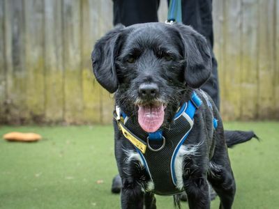 Pip | Spaniel (Cocker) Cross | Loughborough - 2