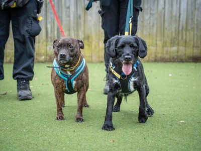 Ben | Terrier (Staffordshire Bull) Cross | Loughborough - 2