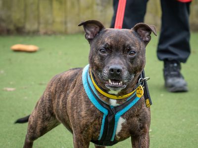 Ben | Terrier (Staffordshire Bull) Cross | Loughborough - 3