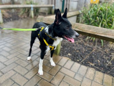 Ned | Collie (Border) | Bridgend (Wales) - 3