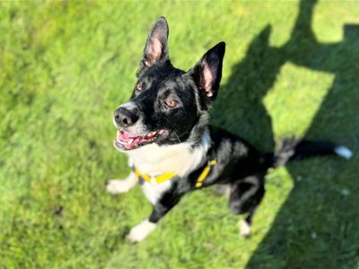 Ned | Collie (Border) | Bridgend (Wales) - 2