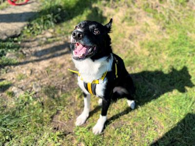 Ned | Collie (Border) | Bridgend (Wales) - 4