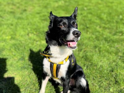 Ned | Collie (Border) | Bridgend (Wales) - 2