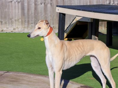 Amelia | Greyhound | Evesham (Worcestershire) - 2