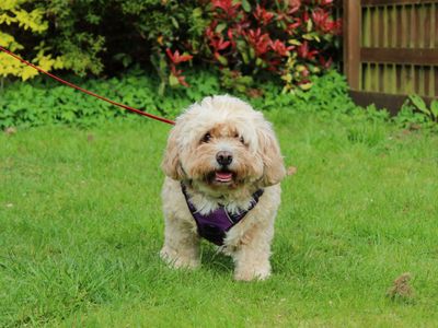 Heidi | Spaniel (Cavalier King Charles) Cross | Newbury (Berkshire) - 5