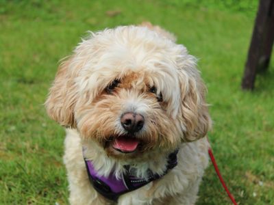 Heidi | Spaniel (Cavalier King Charles) Cross | Newbury (Berkshire) - 3