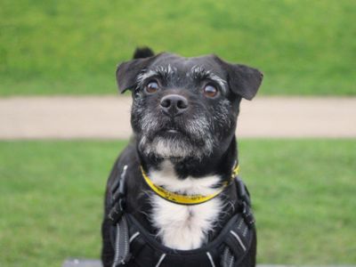 Bobby | Terrier (Patterdale) Cross | Merseyside (Liverpool) - 3