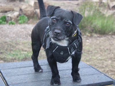Bobby | Terrier (Patterdale) Cross | Merseyside (Liverpool) - 2