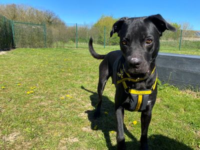 Amy Jane Aj, a 2 years old female Crossbreed available for adoption from Dogs Trust in Essex