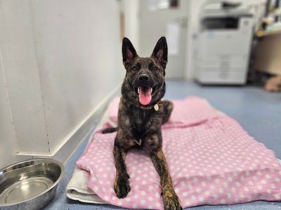 Blue | Dutch Shepherd | Evesham (Worcestershire) - 3