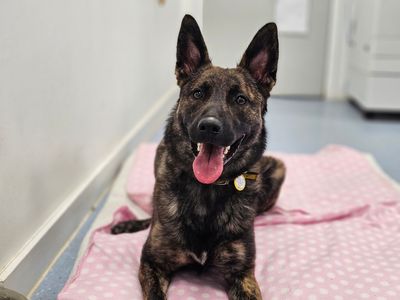 Blue | Dutch Shepherd | Evesham (Worcestershire) - 5